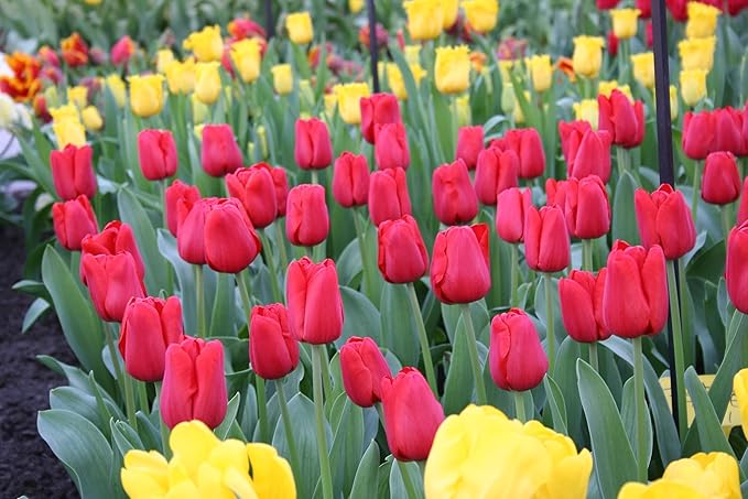 100 Count Tulip & Daffodil Mix Flower Bulb Box with Easy Carry Handle - Red, Yellow & Hybrid Colors - Easy to Grow Flowers - Plant in Gardens, Containers & Flowerbeds - Planting Instructions Included