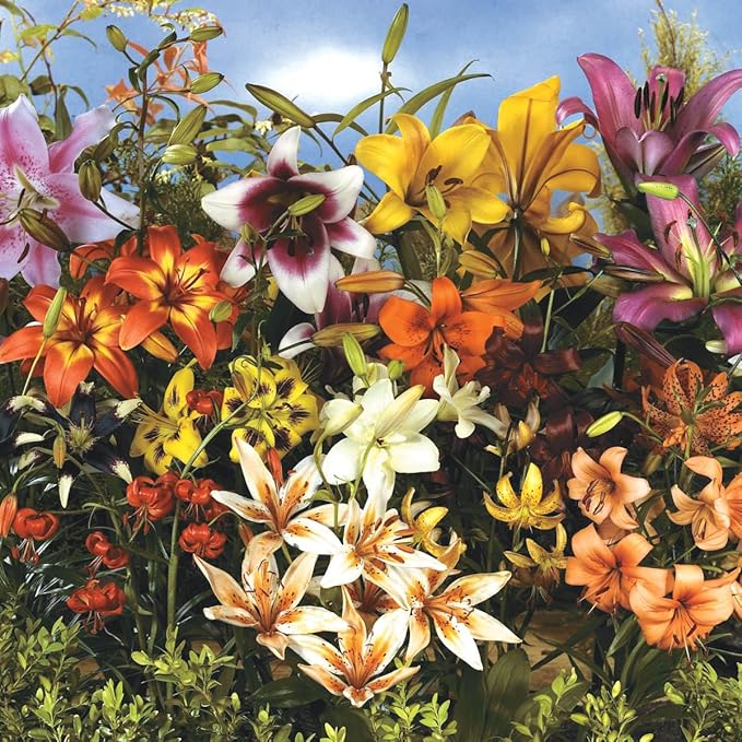BRECK'S - All Summer Lily Mixture Dormant Spring Flowering Bulbs - Each Offer Includes 25 Bulbs