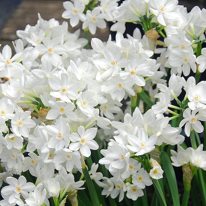 Easy to Grow Narcissus Paperwhite 'Ziva' (10 Pack) - Value Size Plant Bulbs for Gardening or Indoor Forcing - Fragrant White Flowering Blooms for Holidays