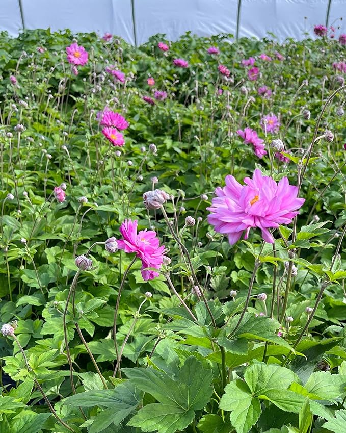 Perennial Farm Anemone x Hybrida 'Pamina' – Live Windflower in #1 Container, Semi-Double Deep Rose-Pink Blooms, Long Blooming, Deer Resistant, Perfect for Borders, Shade & Pollinator Gardens