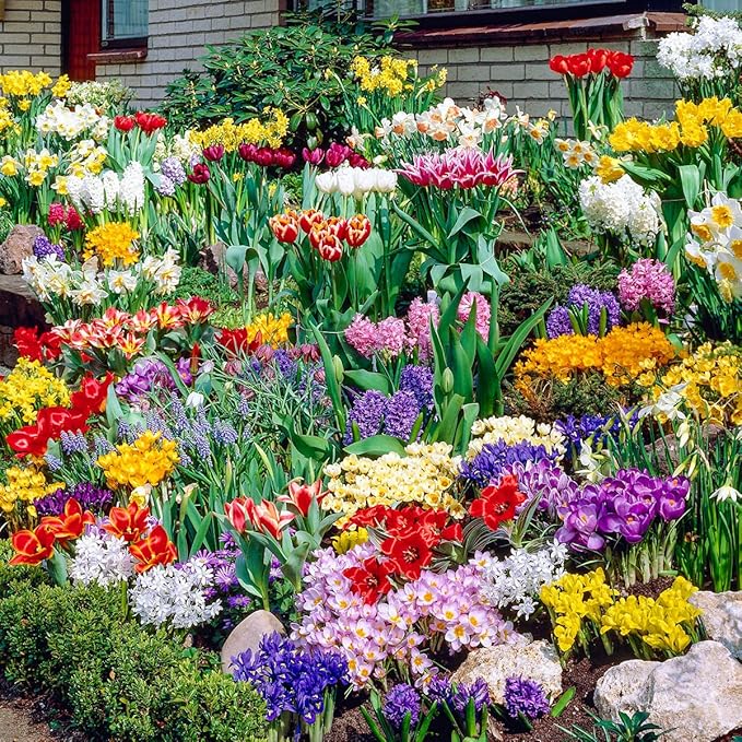 BRECK'S - Spring Flowering Garden Bulb Mixture, Includes Set of 250 Bulbs per Offer - Due to State restrictions, Can't Ship to ID or WA