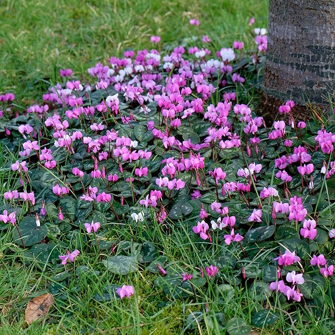 Easy to Grow Cyclamen Mix Plant Bulbs (3 Pack) - Cold Hardy Cyclamen Colorful Blooms Winter to Spring Gardens Indoor Outdoor