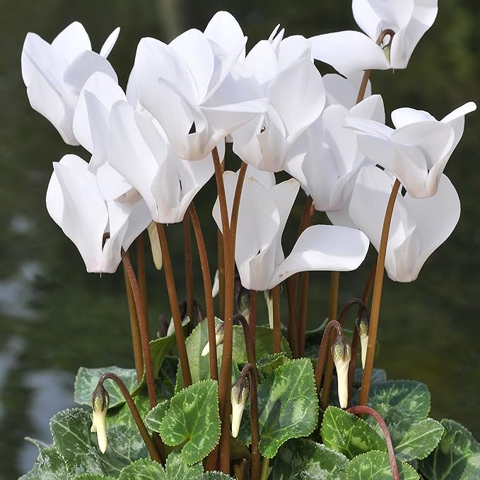 Easy to Grow Cyclamen Mix Plant Bulbs (3 Pack) - Cold Hardy Cyclamen Colorful Blooms Winter to Spring Gardens Indoor Outdoor