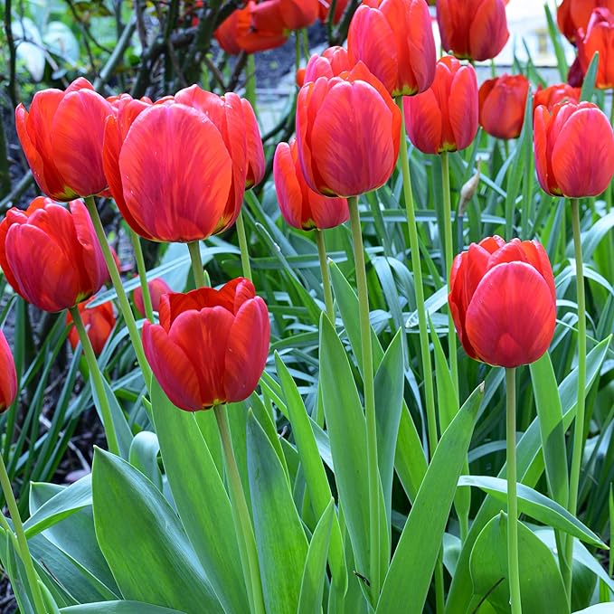 Giant Red Darwin Hybrid Tulips- 10 Bulbs – Premium Perennial Blooms | Tall, Vivid Scarlet Red Spring Flowers – Long-Lasting, for Outdoor Gardens & Fresh Cut Bouquets – Hardy Zones 3–8 (10 Bulbs)