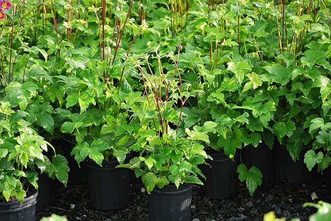 Perennial Farm Anemone x Hybrida 'Pamina' – Live Windflower in #1 Container, Semi-Double Deep Rose-Pink Blooms, Long Blooming, Deer Resistant, Perfect for Borders, Shade & Pollinator Gardens