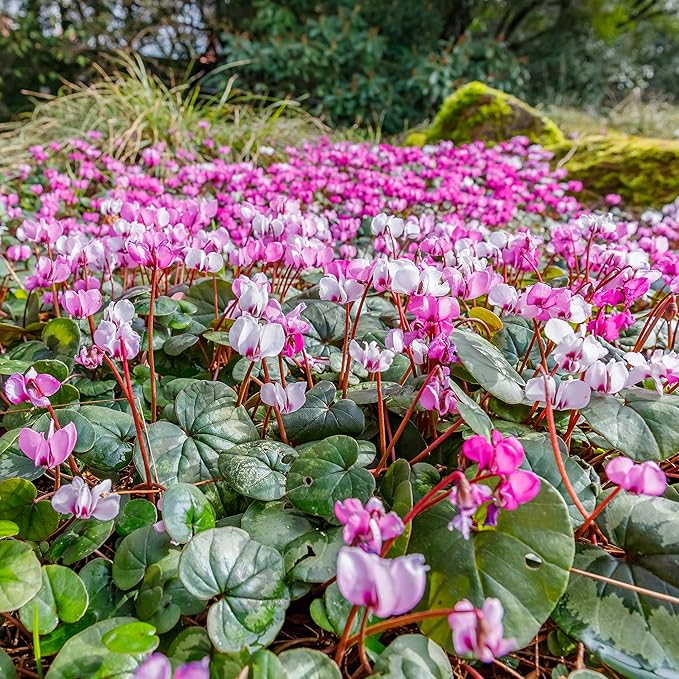 Easy to Grow Cyclamen Mix Plant Bulbs (3 Pack) - Cold Hardy Cyclamen Colorful Blooms Winter to Spring Gardens Indoor Outdoor