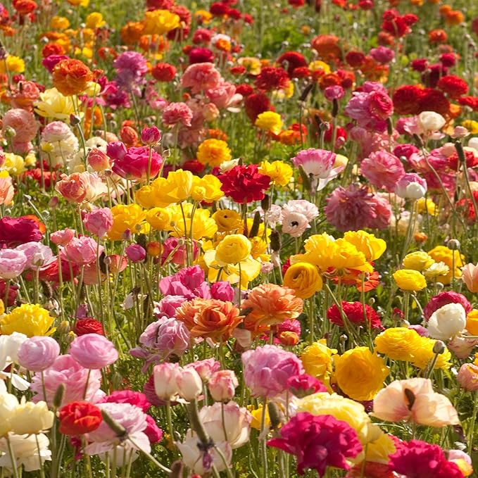 Easy to Grow Ranunculus Tecolote Flower Fields Collection - 30 Plant Bulbs, Colorful Flowers in Spring, Full Sun Mediterranean