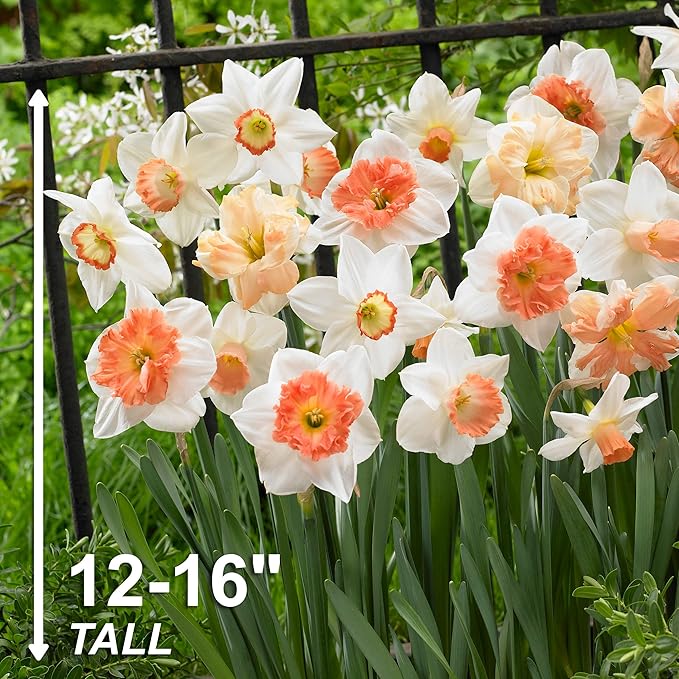 Garden State Bulb Pink Mix Daffodil Flower Bulbs, 14/16cm, Fall Planting (Bag of 250)