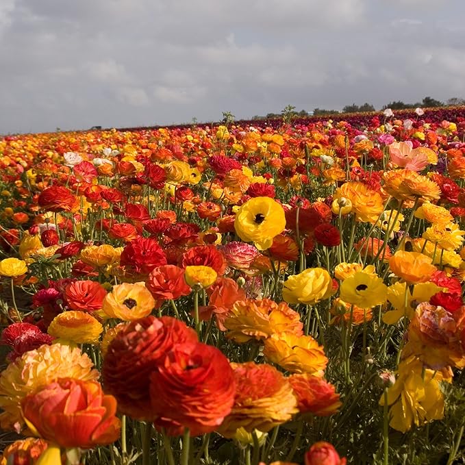 Easy to Grow Ranunculus Tecolote Flower Fields Collection - 30 Plant Bulbs, Colorful Flowers in Spring, Full Sun Mediterranean