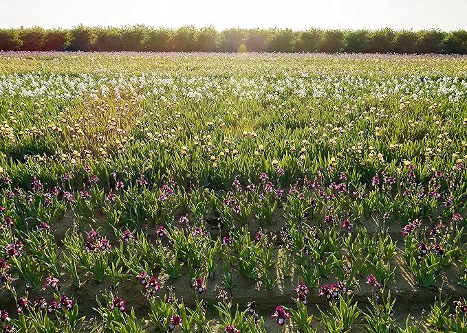 Easy to Grow Bearded Iris Colorful Mix - 3 Plant Bulbs, Mixed Color Flowers in Spring to Fall, Full Sun Low Maintenance