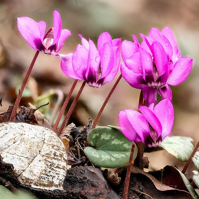 Easy to Grow Cyclamen Mix Plant Bulbs (3 Pack) - Cold Hardy Cyclamen Colorful Blooms Winter to Spring Gardens Indoor Outdoor